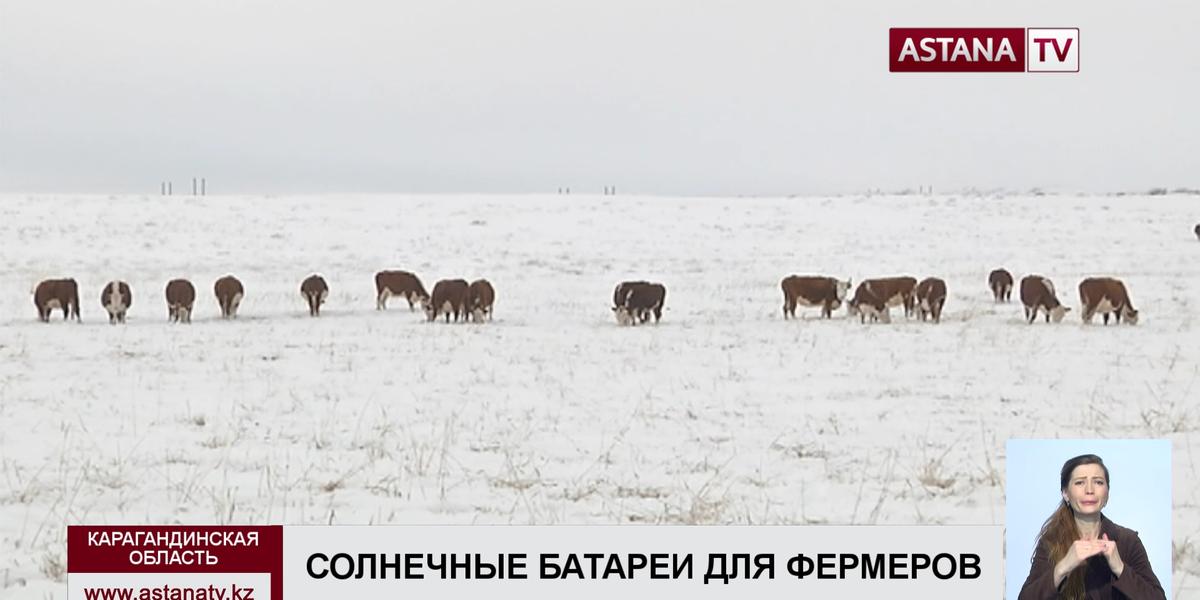 Скотоводческие фермы Карагандинской области хотят полностью перевести на солнечные батареи
