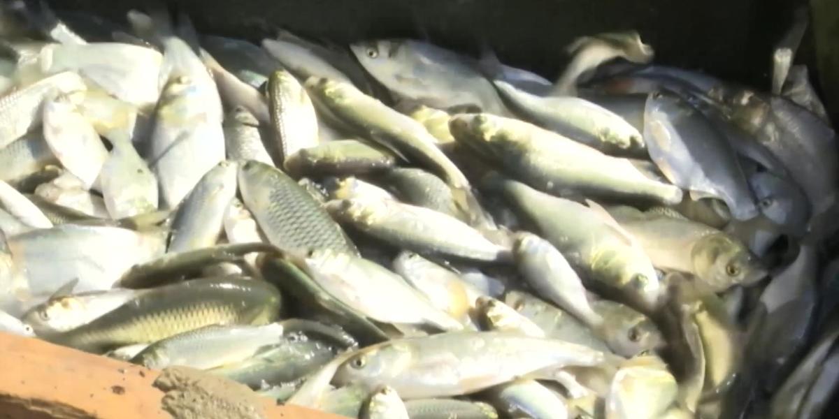 В Западном Казахстане исчезли ценные породы рыб