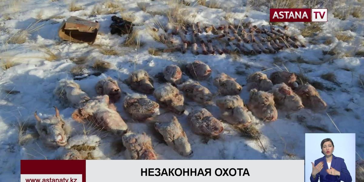В гараже капитана РОВД Карагандинской области нашли 12 туш незаконно отстреленных сайгаков