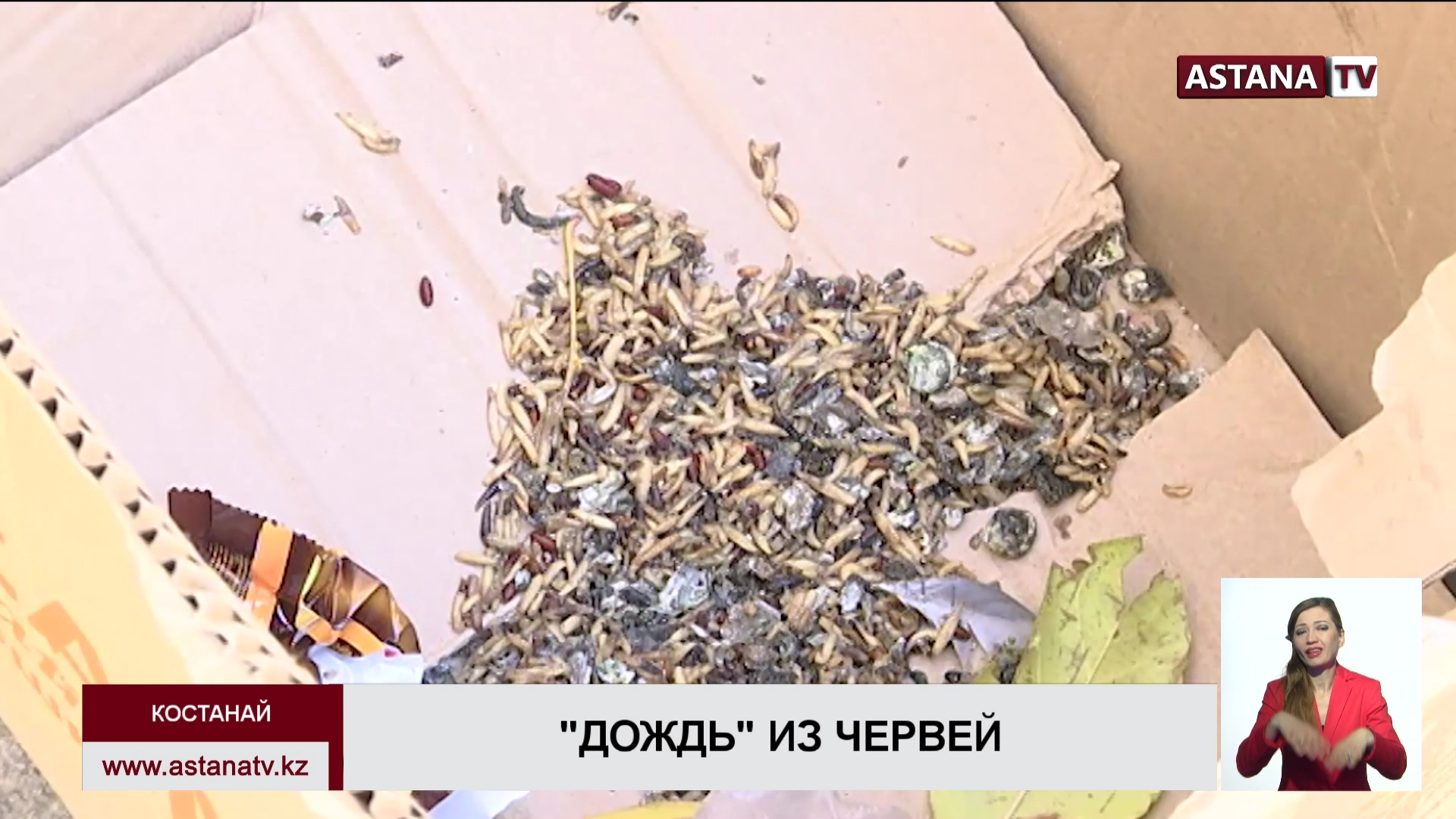Трупные черви атакуют жителей костанайской многоэтажки - Телеканал ...