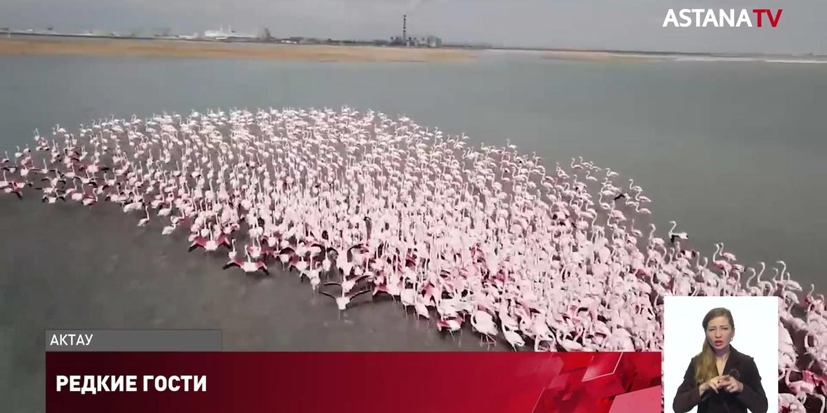 Тысячи фламинго прилетели в Мангистаускую область