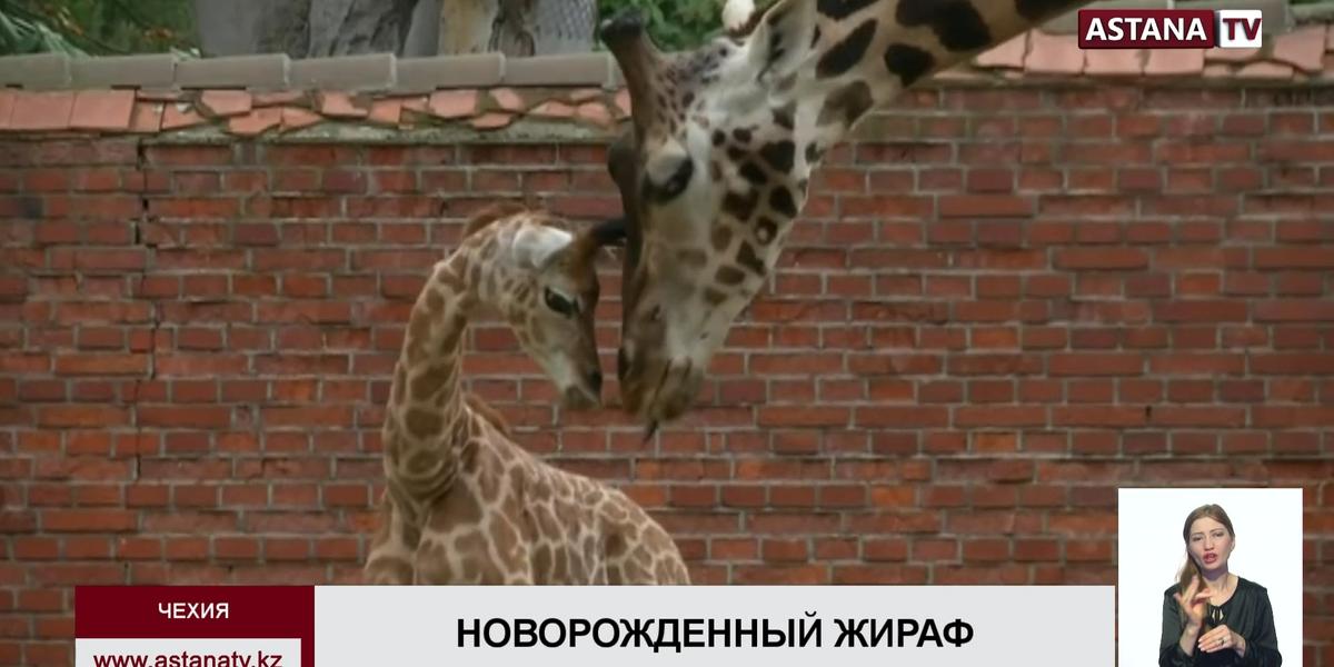 Редкого жирафа показали в зоопарке Чехии