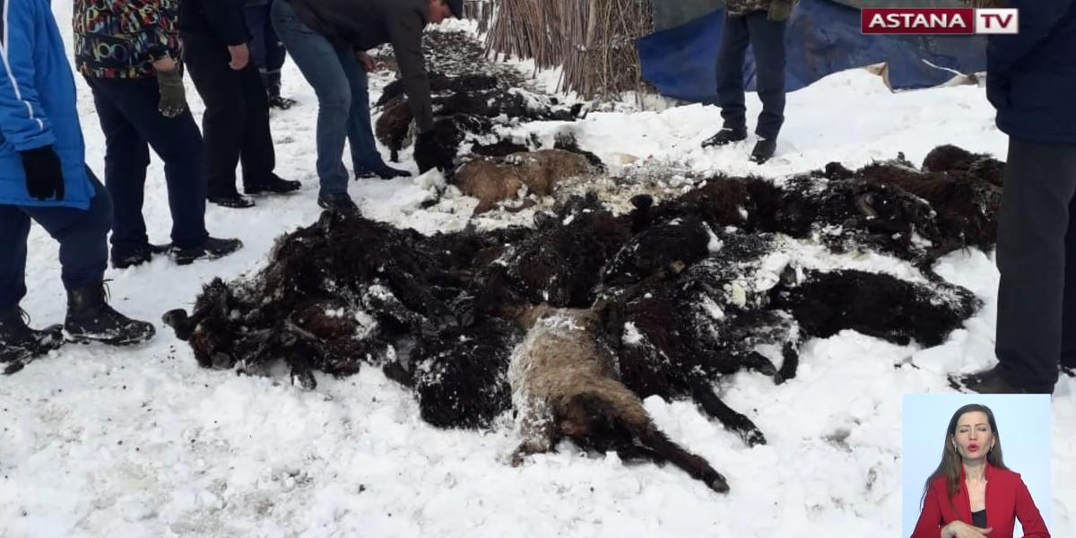 Более трехсот голов скота погибло из-за погодных условий в Кызылординской области