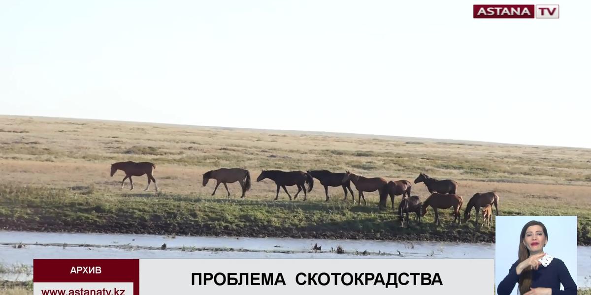 В Актюбинской области фермеры терпят миллионные убытки из-за участившихся фактов скотокрадства