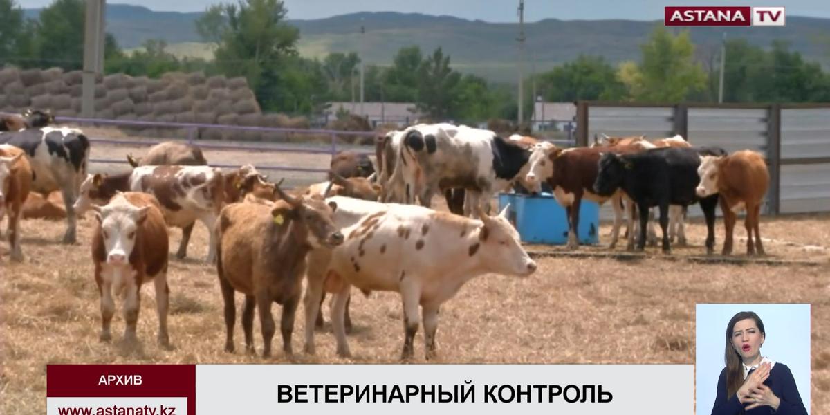 В Казахстане планируют запустить мобильное приложение по ветеринарному контролю