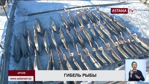 Ущерб от массовой гибели рыбы в Атырау превысил 400 млн тенге