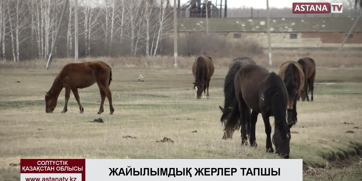 Солтүстік Қазақстандағы Ленинский ауылының жұртшылығы жайылымдық жерлердің тапшылығына шағымданады