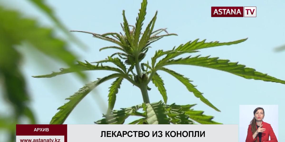 Иностранные инвесторы  планируют выращивать наркотическую коноплю в Алматинской области для изготовления антиракового препарата