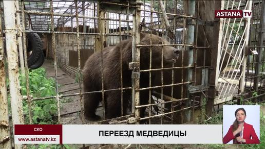 Медведицу Катю из костанайской колонии тепло встретили обитатели петропавловского зоопарка