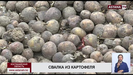 Вдоль трассы рядом с Костанаем обнаружили 100 тонн гниющего картофеля