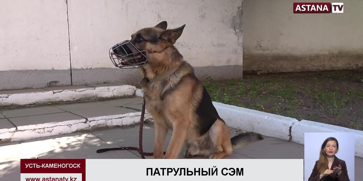 В Усть-Каменогорске боевой пес Сэм задержал особо опасного преступника