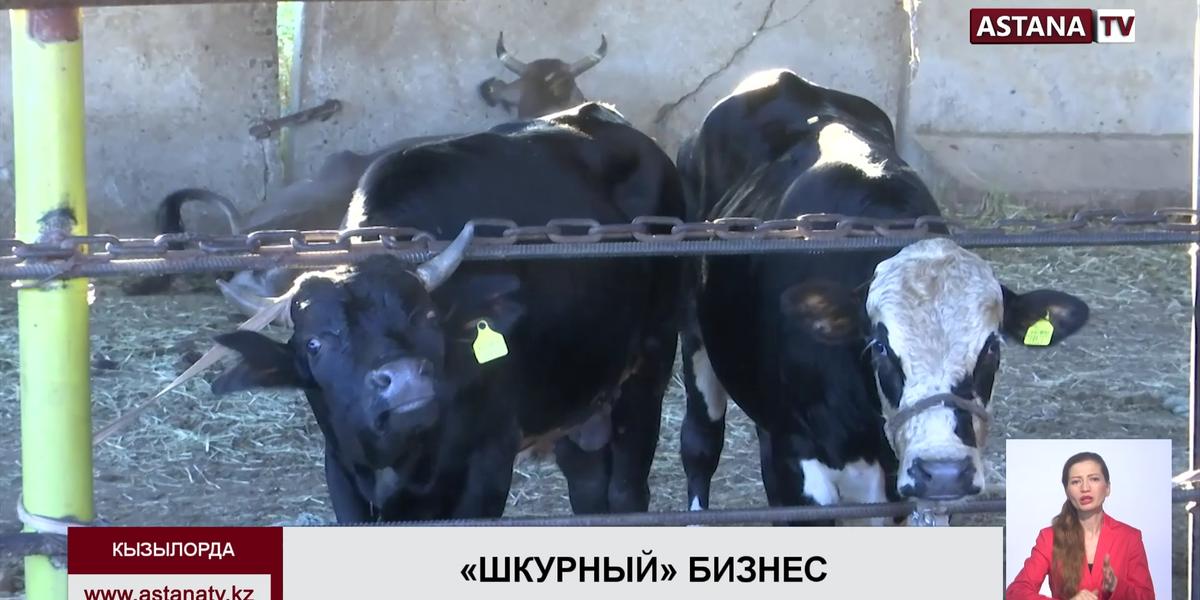 Бизнес по реализации шкур КРС терпит убытки в Кызылординской области