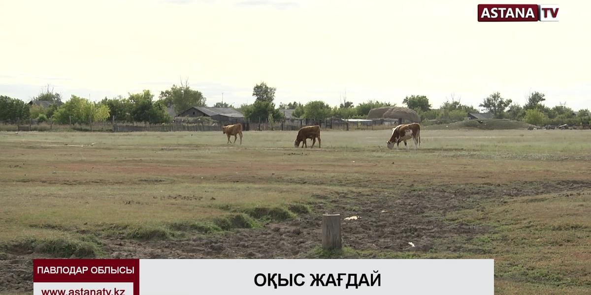 Павлодар облысында бұқа қожайынын сүзіп, өлтірді