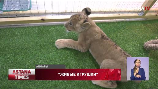 Алматинцы требуют закрыть все контактные зоопарки в стране