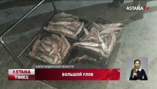 Браконьеры пытались вывезти полтонны ценной рыбы в Карагандинской области
