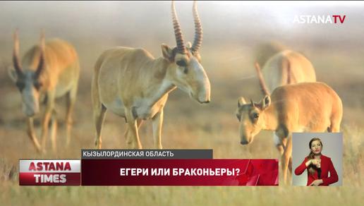 Трех егерей подозревают в браконьерстве в Кызылординской области