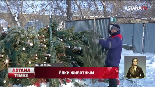 Необычный способ утилизации новогодних елок придумали жители Караганды