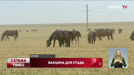 Причину гибели лошадей в селе Жанакорган объяснили учёные из Алматы