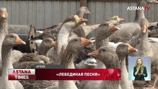 Птичий грипп: казахстанские фермеры недовольны компенсациями МСХ
