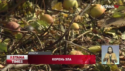 Скандал с вырубкой яблоневых садов в предгорьях Алматы набирает обороты
