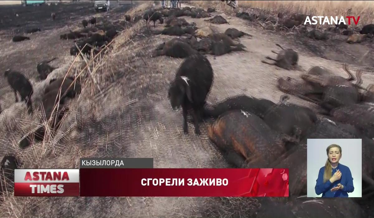 700 овец заживо сгорели в пожаре в Кызылординской области