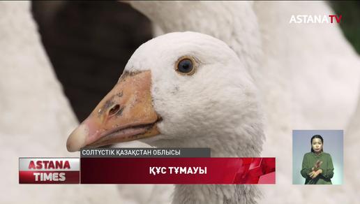 Солтүстік Қазақстан облысы ветеринарлары барлық үй құстарын қырып тастамақшы