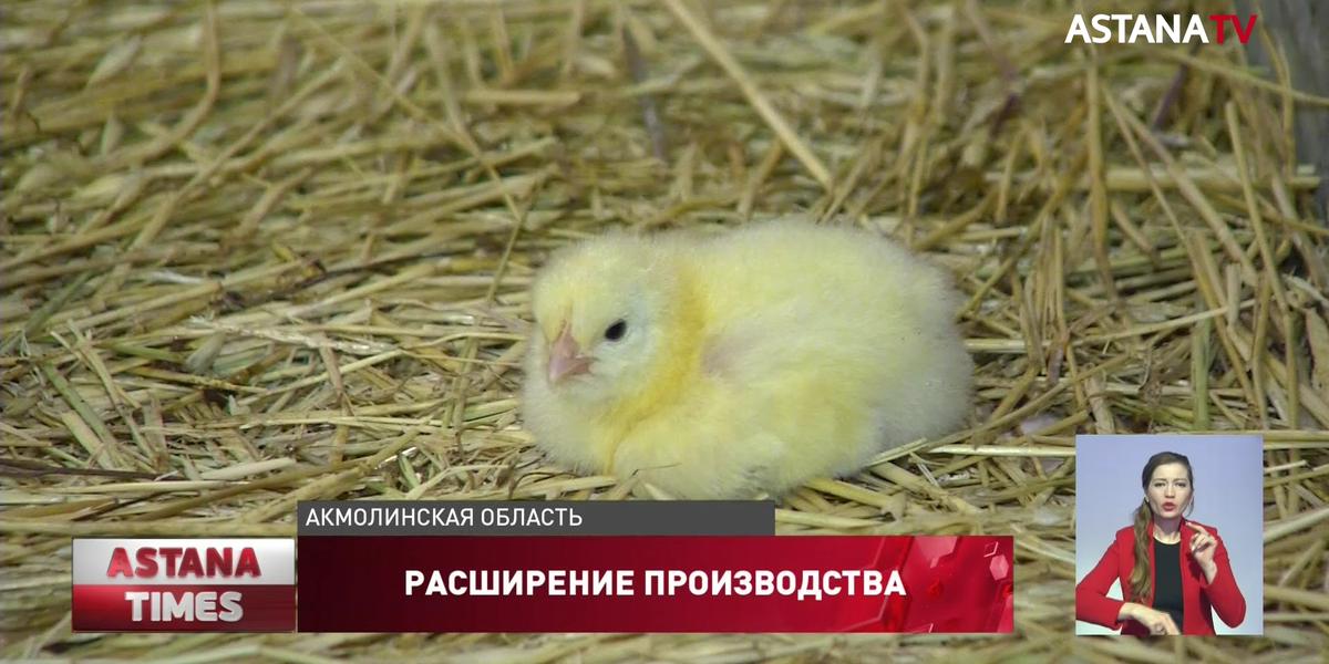 Больше отечественного мяса птицы будет на столах казахстанцев
