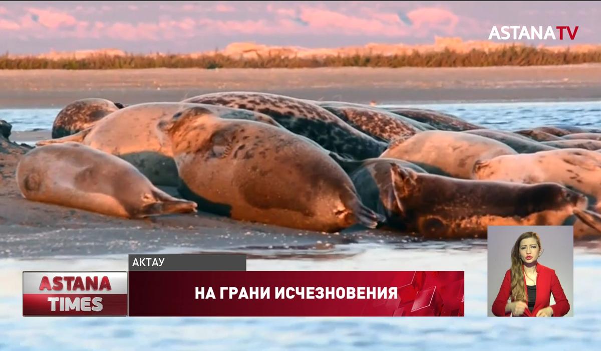 Тюлени массово умирают в Каспийском море