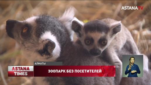 Обезьяны алматинского зоопарка страдают из-за недостатка внимания