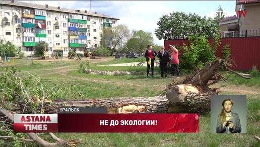 В Уральске бизнесмены незаконно вырубают деревья