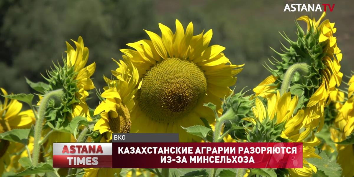 Казахстанские аграрии разоряются из-за Минсельхоза
