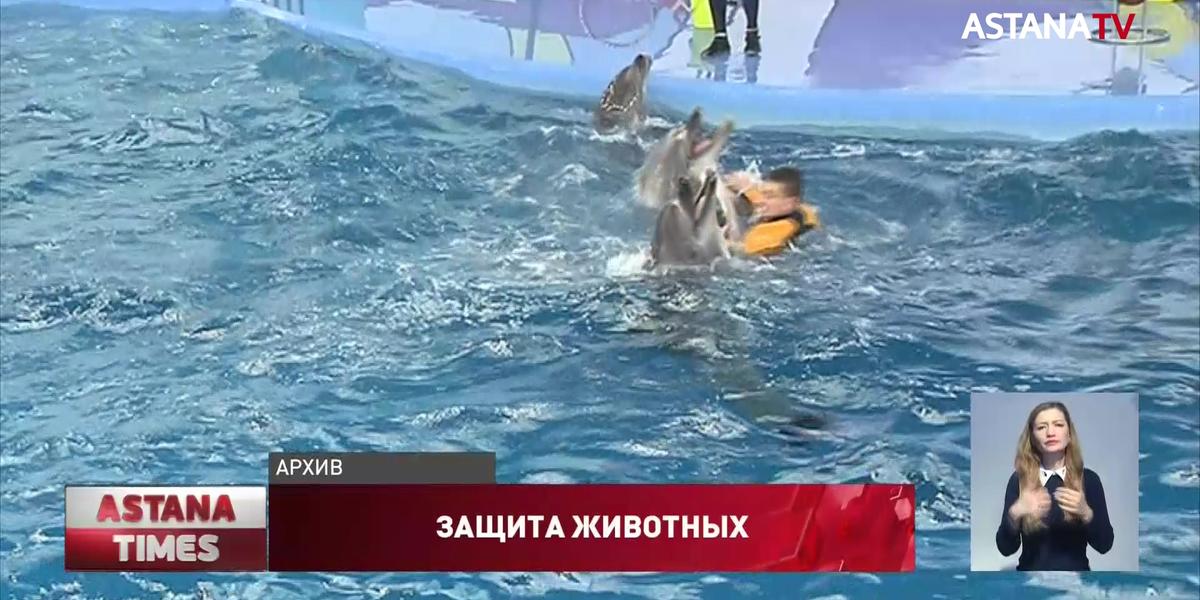 В Казахстане закроют дельфинарии