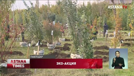 400 кленов высадили партийцы ко Дню пожилых людей в Павлодаре