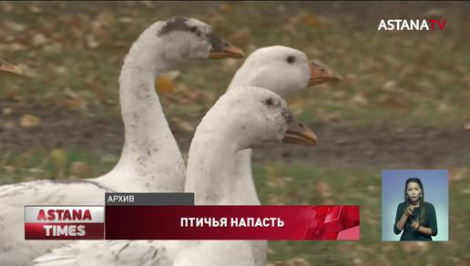 Птичий грипп свирепствует в Павлодарской области