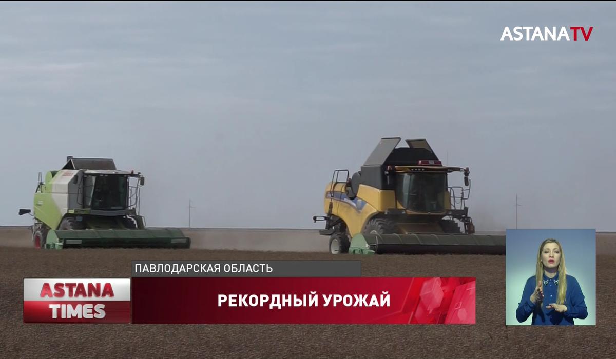 Рекордный урожай зерна вырастили в Павлодарской области