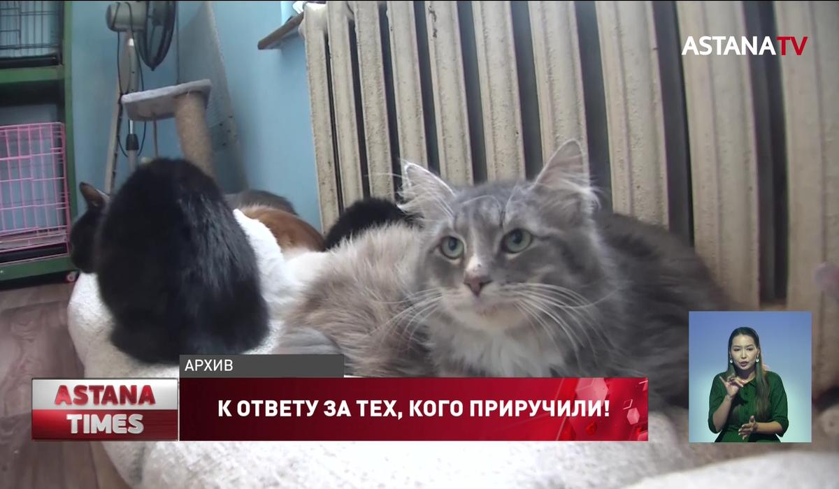 Соседи будут следить за тем, чтобы казахстанцы не ели собак и кошек по новому закону
