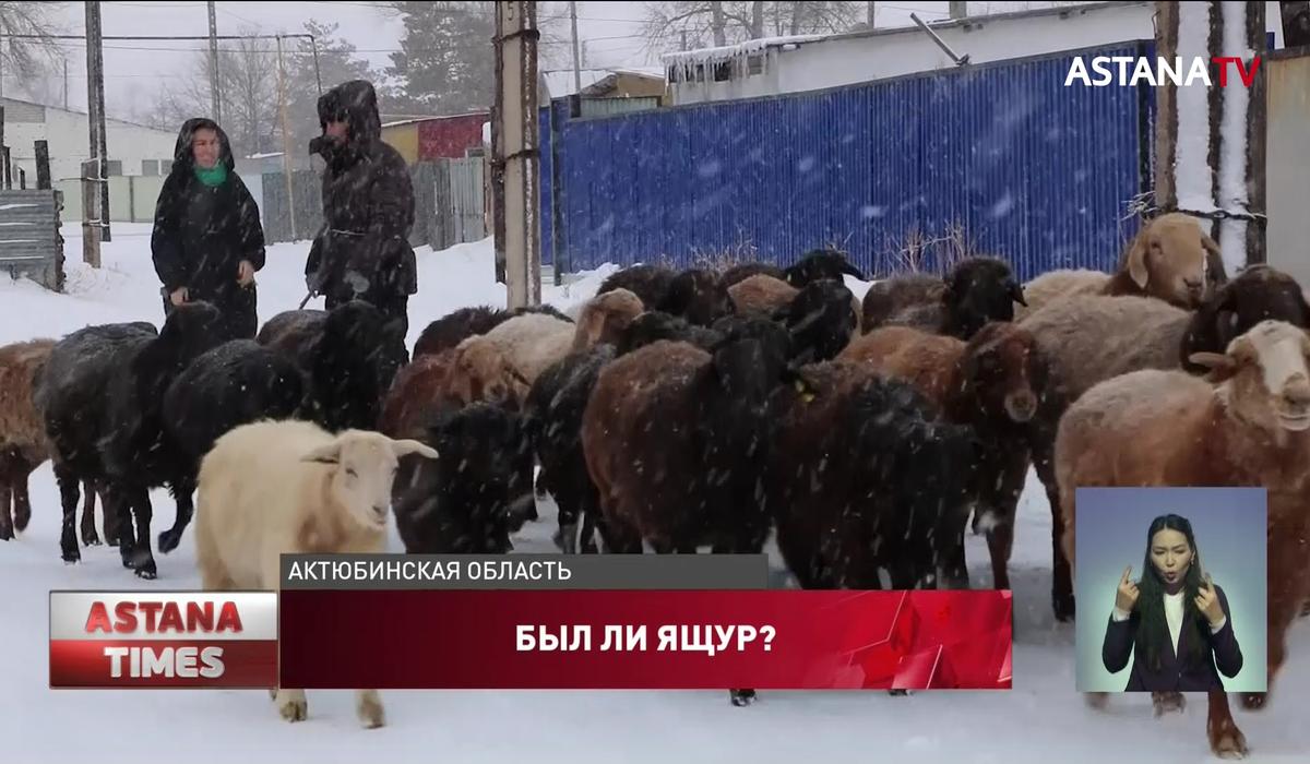 Сельчане встревожены вспышкой инфекции среди скота в Актюбинской области