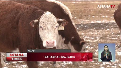 Два года без вакцинации: заразная болезнь косит скот в Карагандинской области