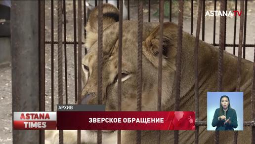 Наказать циркачей за издевательства над животными в Павлодаре не смогли из-за моратория