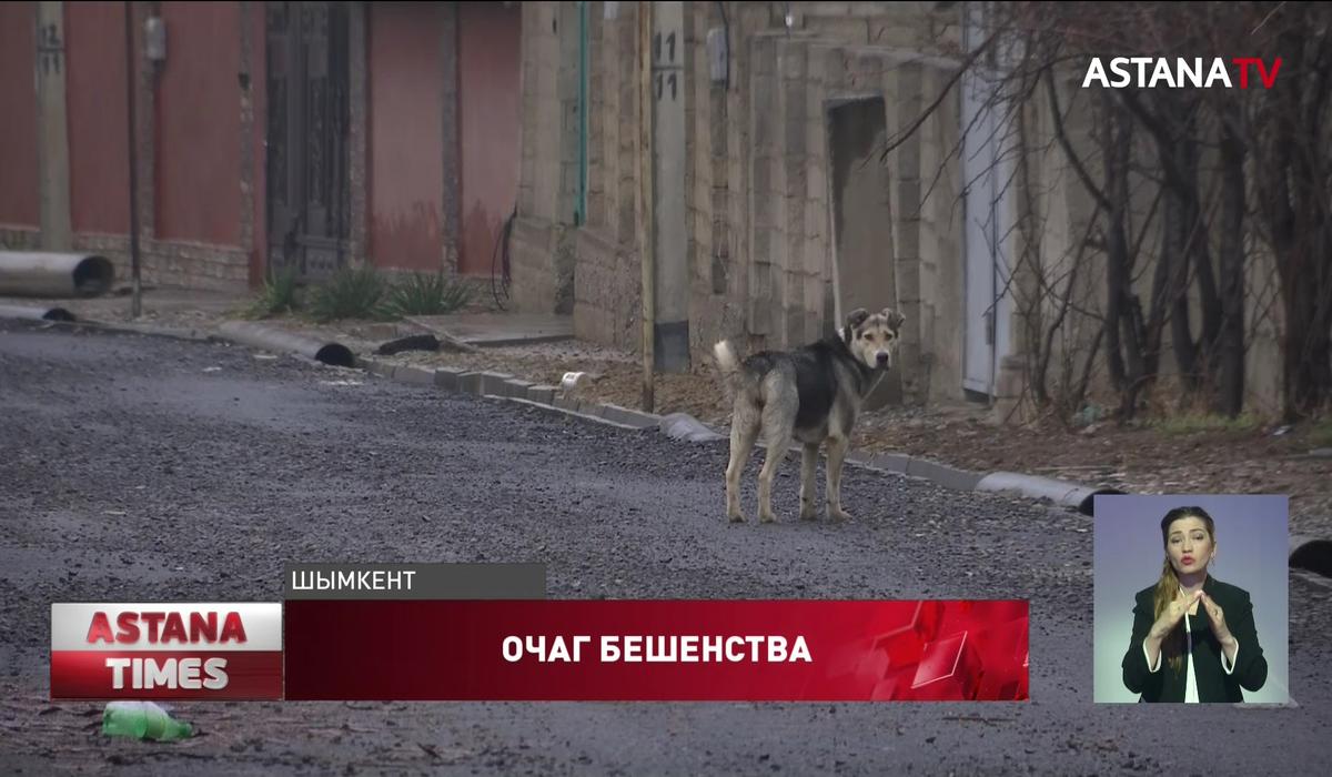 На одной из улиц Шымкента ввели ограничения из-за щенка больного бешенством