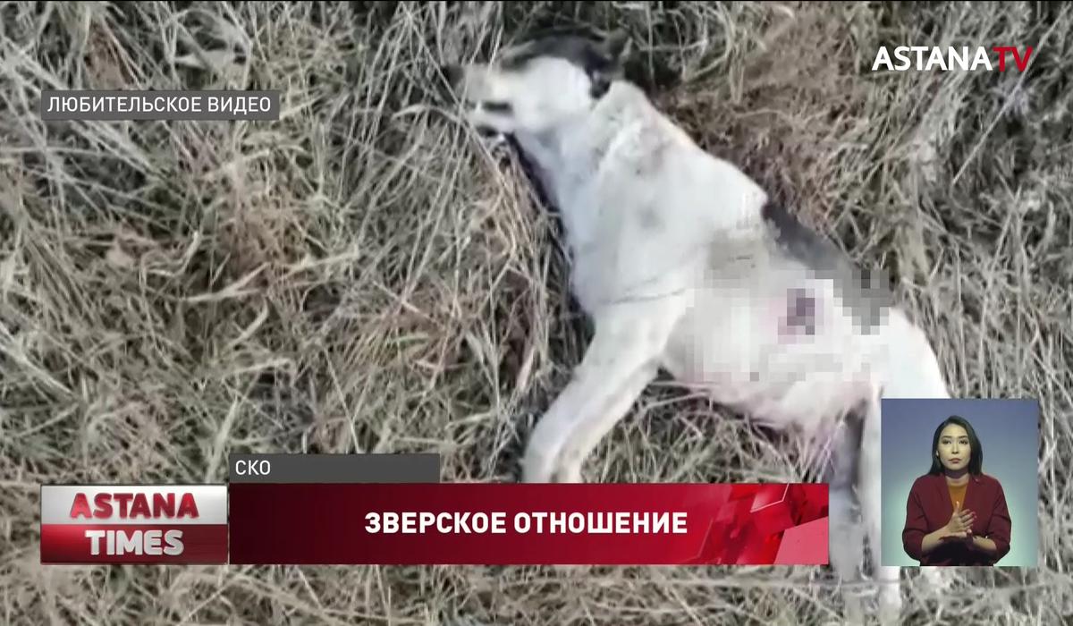 "Умирают в муках": петропавловцы возмущены массовым убийством домашних животных