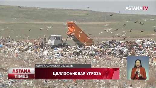 20 гектаров "зеленого пояса" под Темиртау могут погибнуть из-за мусора