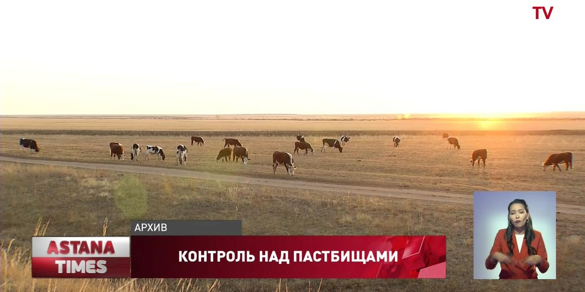 В радиусе 15 км от поселков в Казахстане выделят дополнительные пастбища