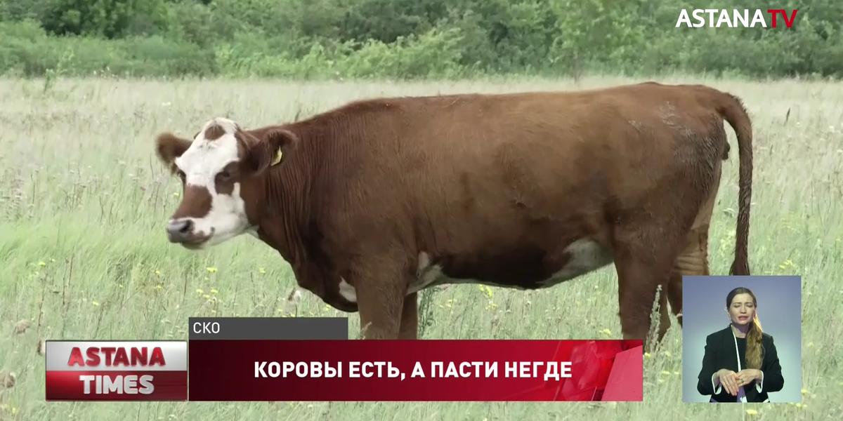 Сельчане вынуждены массово уничтожать скот в Северном Казахстане