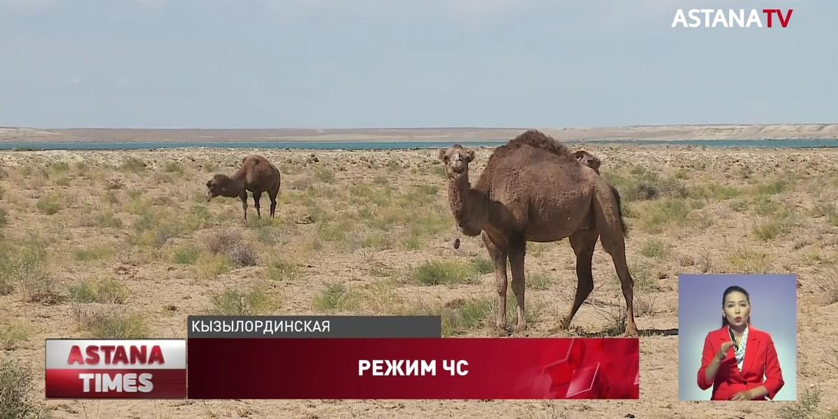 600 голов крупнорогатого скота погибло из-за засухи в Кызылординской области: объявлен режим ЧС
