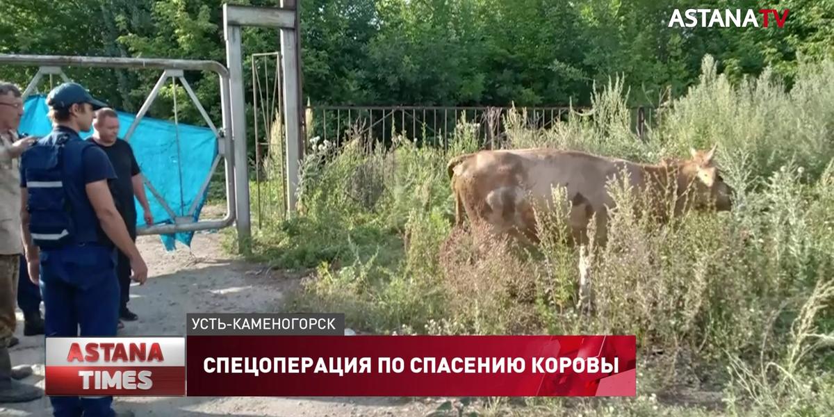 Необычную спецоперацию по спасению коровы провели в Усть-Каменогорске