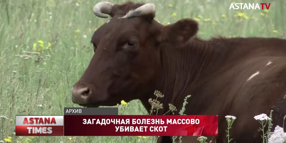 В Северном Казахстане пытаются выяснить причины массовой гибели скота