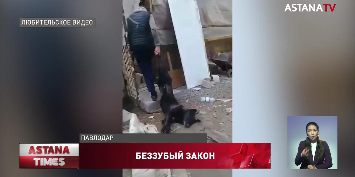 Павлодарец расстрелял собаку: зоозащитники жалуются на неработающий закон