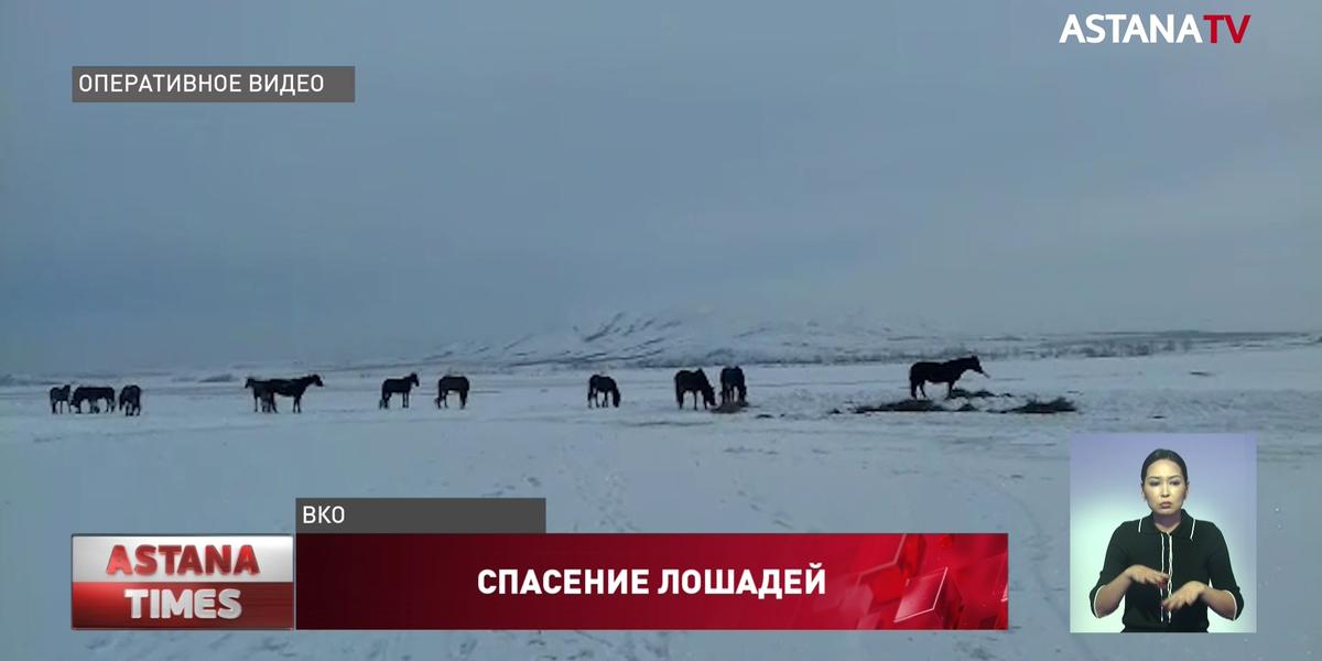Табун лошадей несколько часов вызволяли из ледяного Иртыша в ВКО