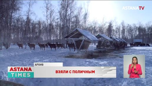 Охотников на сибирскую косулю задержали в СКО